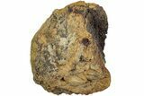 Fossil Dinosaur Bone Section - Wyoming #233823-1